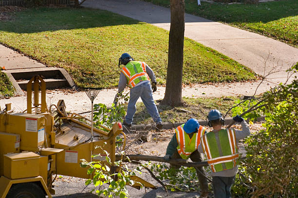 Trusted Crosspointe, VA Tree Service Experts